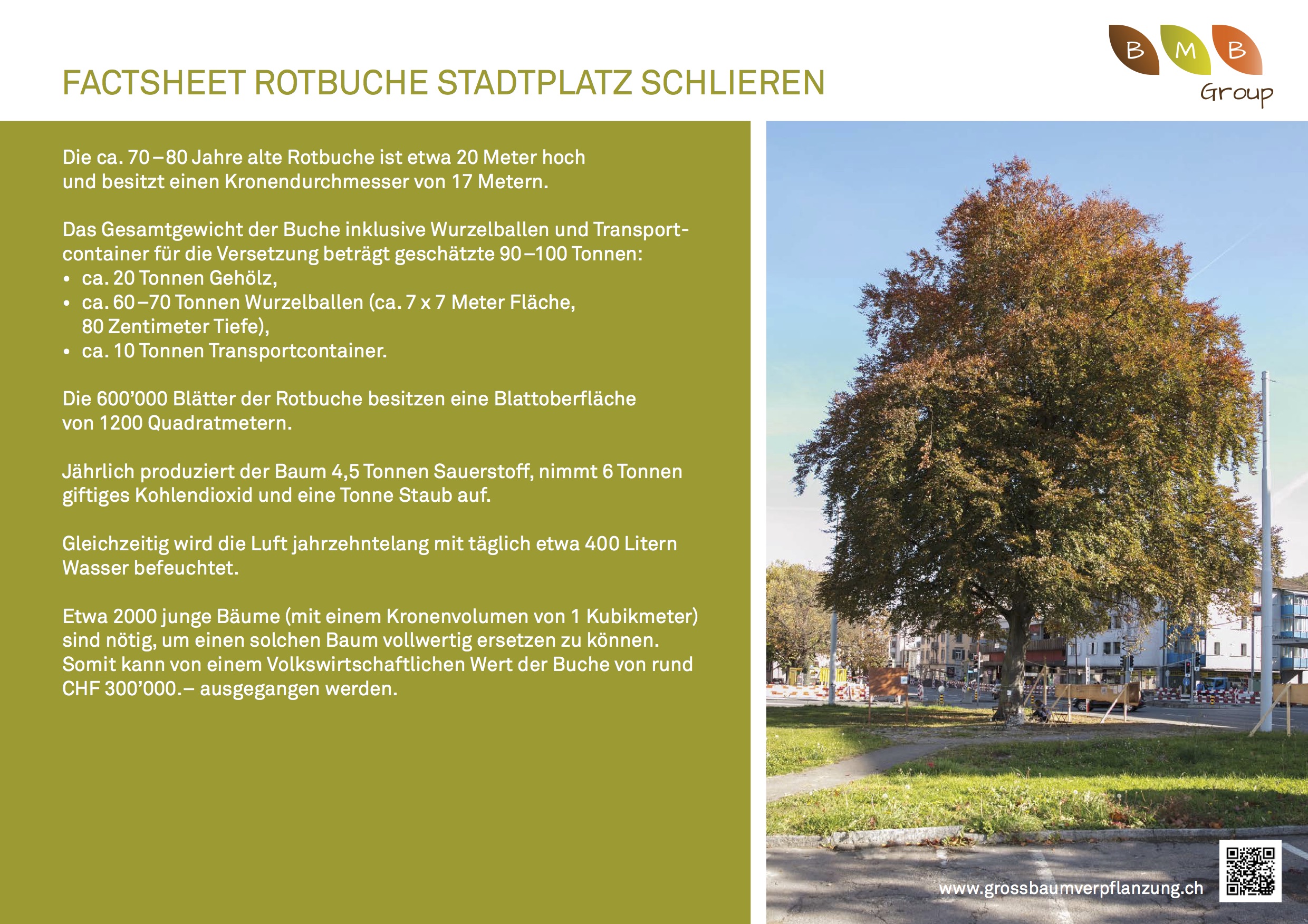 Baumversetzung Rotbuche in Schlieren