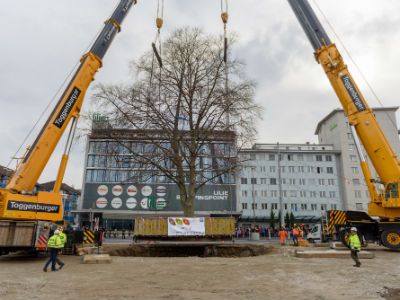 # 7 Baumversetzung Rotbuche in Schlieren, 2018